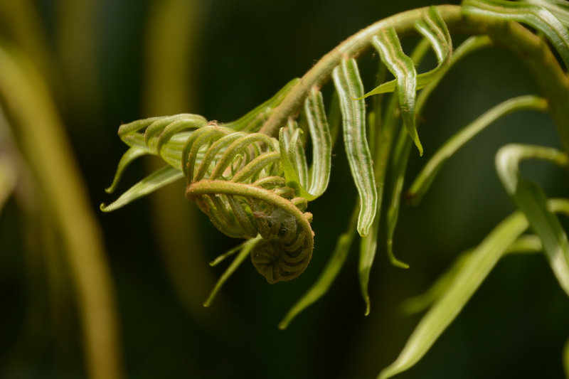 Im Botanischen Garten